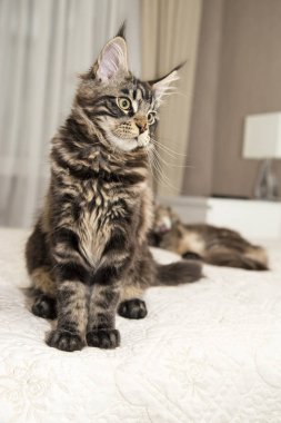  Yavru kedi Maine Coon çalış 