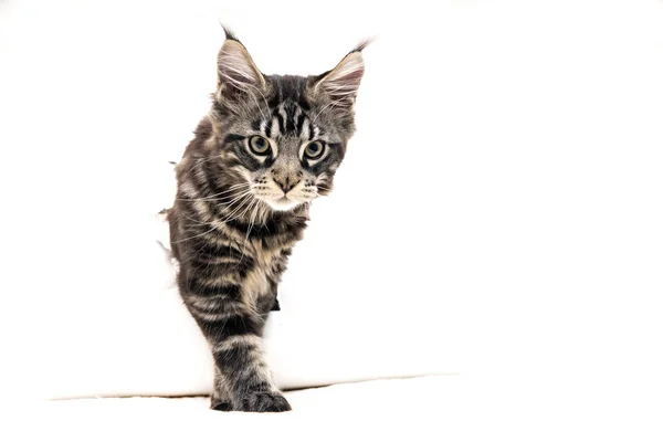 Kitten Maine Coon plays — Stock Photo, Image