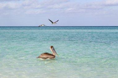 Güzel bir Pelikan yükselişi 