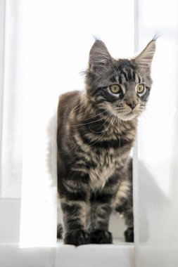 Çocuk Maine Coon perdeler ile kaplı bir pencere oturur. 