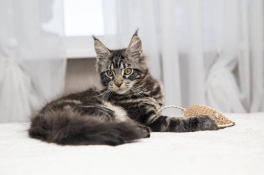 Maine Coon yavru kedi fareyle oynar. 