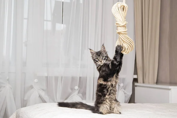 Maine Coon juega con una cuerda . — Foto de Stock