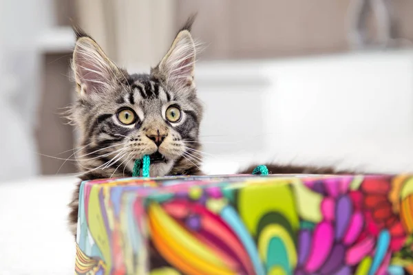 Maine Coon plays with the package. — Stock Photo, Image