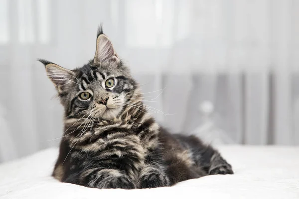 El retrato del gatito adulto miente — Foto de Stock