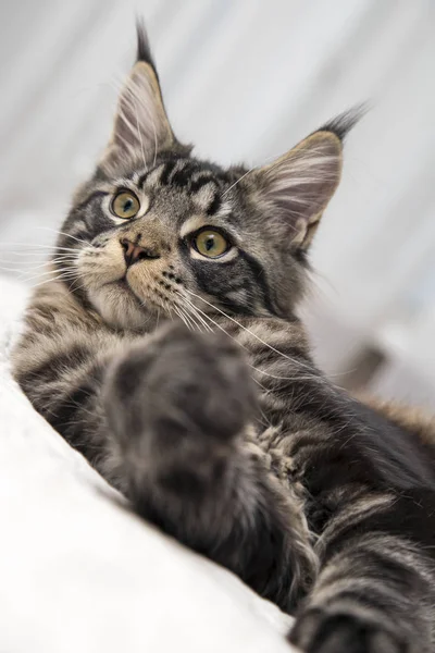 El retrato del gatito adulto miente — Foto de Stock