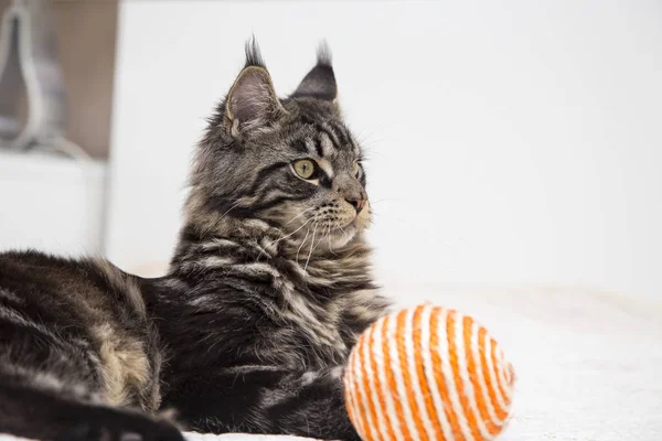 Maine Coon se acuesta con el juguete . — Foto de Stock