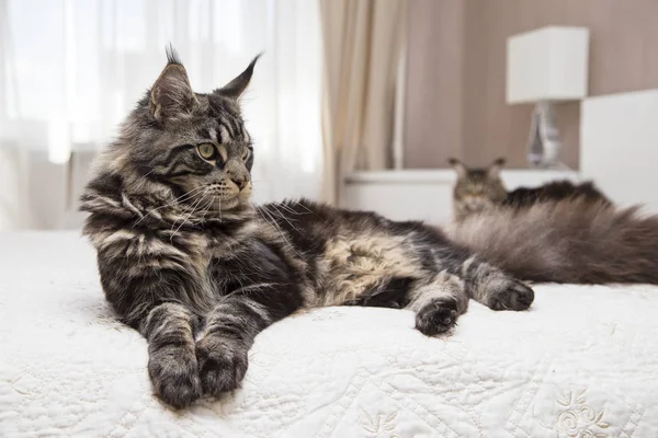 Maine Coon se acuesta con el juguete . — Foto de Stock