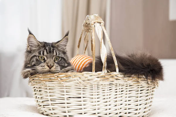 Maine Coon sits in a basket with a toy. — Stock Photo, Image
