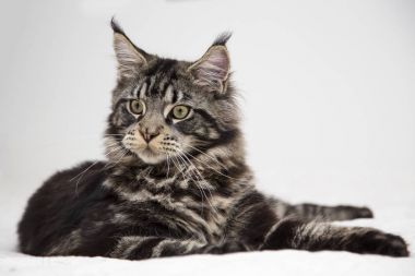  Beyaz bir arka plan üzerinde Maine Coon yalan. 