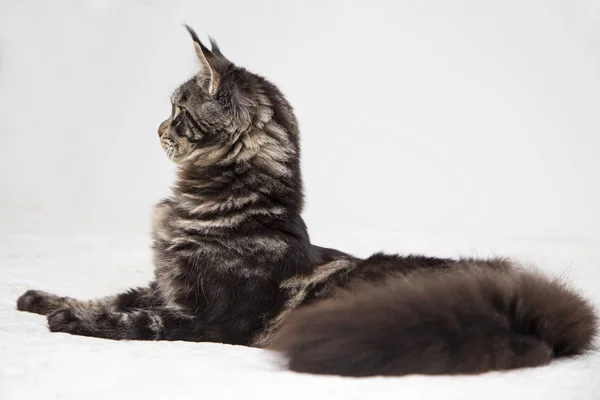 Maine Coon ligger på en vit bakgrund. — Stockfoto