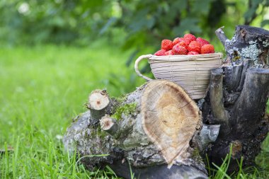  Kenevir bir sepet içinde taze çilek.