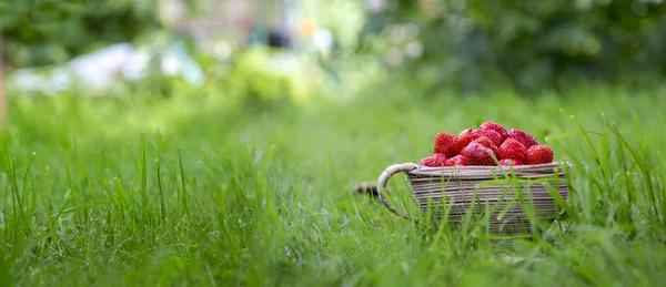 Strawberry in a small basket on a green grass. — Stock Photo, Image