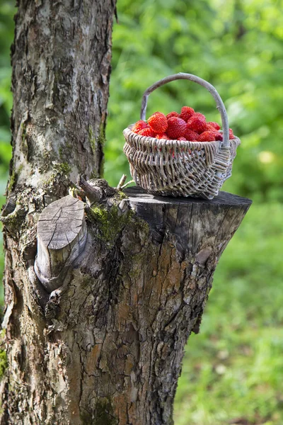 Frische Erdbeere im Korb auf Hanf. — Stockfoto