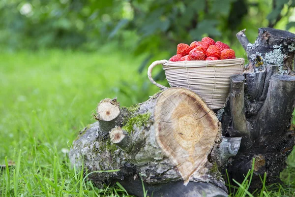  Kenevir bir sepet içinde taze çilek.