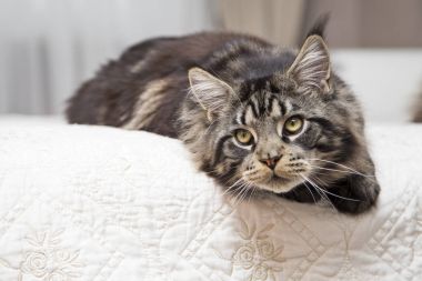  Maine Coon kedi yatıyor ve uzak görünüyor. 
