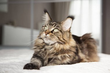 Güzel Maine Coon kedi vstorinu beyaz bir arka plan üzerinde görünümünü. 