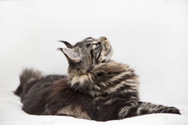 Utseendet på den vackra Maine Coon cat vstorinu på en vit bakgrund. — Stockfoto