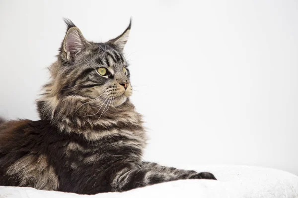 El aspecto de la hermosa Maine Coon gato vstorinu sobre un fondo blanco . — Foto de Stock