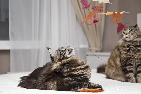 Maine Coon lies on white. — Stock Photo, Image