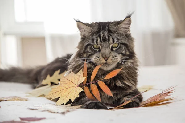 Maine Coon lies on white. — Stock Photo, Image