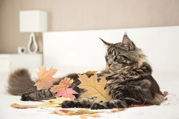 Maine Coon lies on white. — Stock Photo, Image