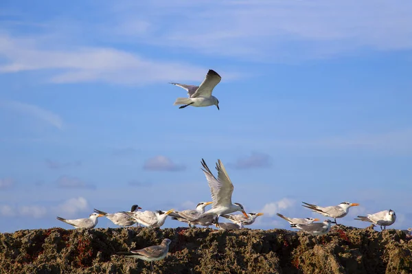 一群海鸥在蓝天的映衬下起飞 — 图库照片