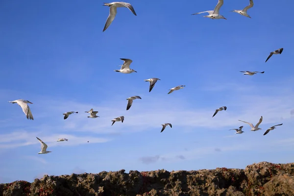 Rebanho Gaivotas Contra Céu Azul Horizontal — Fotografia de Stock