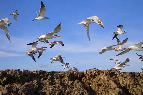 一群海鸥在蓝天的映衬下起飞 — 图库照片