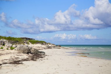  Mavi gökyüzünün altında palmiye ağaçları olan tropik bir manzara. Yatay olarak..