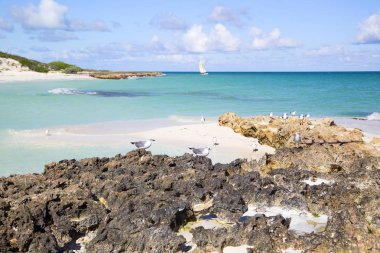  Mavi gökyüzünün altında palmiye ağaçları olan tropik bir manzara. Yatay olarak..