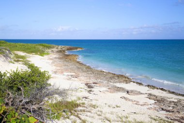  Mavi gökyüzünün altında palmiye ağaçları olan tropik bir manzara. Yatay olarak..