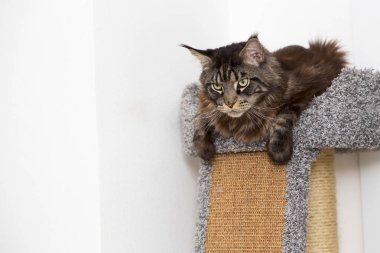 Kanepede yatan bir kedinin portresi. Yatay.