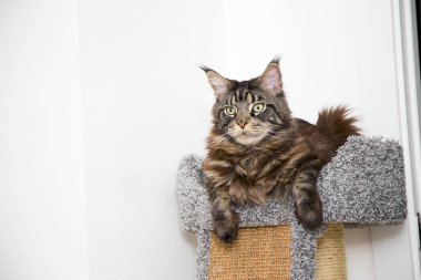 Kanepede yatan bir kedinin portresi. Yatay.