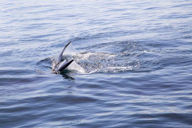 Su yüzeyinde dalış yapan bir balinanın kuyruğu. Yatay olarak..