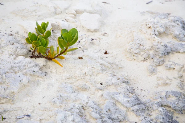 Plant Met Groene Bladeren Het Witte Zandstrand Horizontaal — Stockfoto