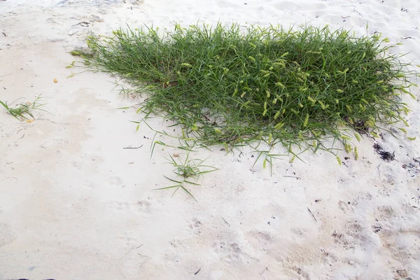 Plant Met Groene Bladeren Het Witte Zandstrand Horizontaal — Stockfoto