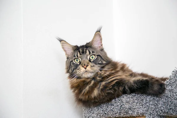 ปภาพของแมวเมนค งอย บนแท — ภาพถ่ายสต็อก