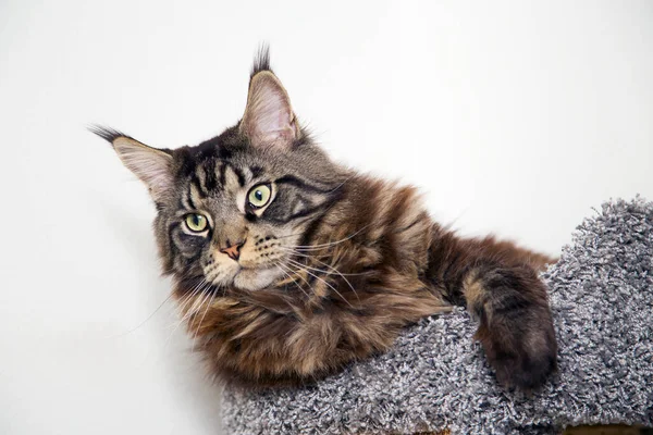 傷のある郵便物のホームに座っているメインの繭の猫の肖像 — ストック写真