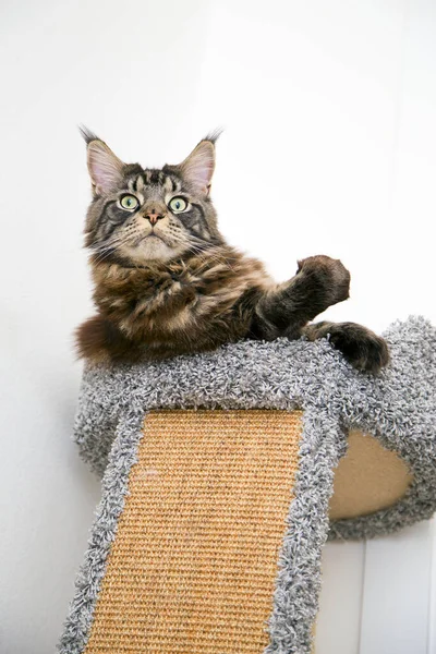 Portret Van Een Maine Coon Kat Die Het Platform Van — Stockfoto