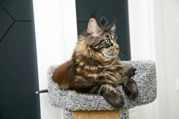 Portrét Mainské Mývalí Kočky Která Sedí Nástupišti Poškrábacího Sloupu Horizontálně — Stock fotografie