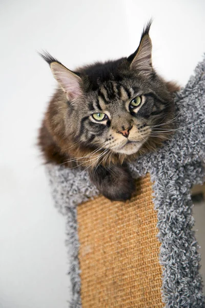 Portrét Mainské Mývalí Kočky Která Sedí Nástupišti Poškrábacího Sloupu Svisle — Stock fotografie