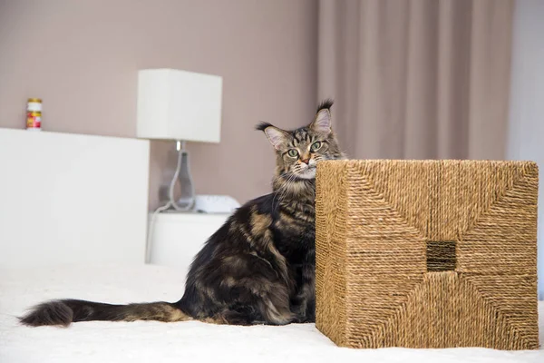 Retrato Gato Maine Coon Sentado Junto Una Caja Mimbre — Foto de Stock