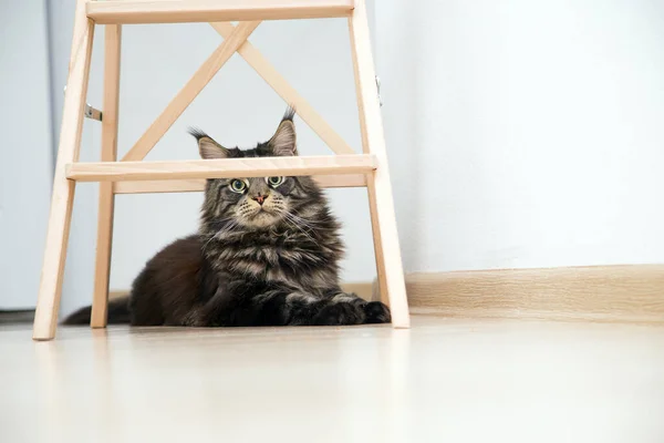 Retrato Gato Maine Coon Que Legítimamente Debajo Una Escalera Horizontalmente — Foto de Stock