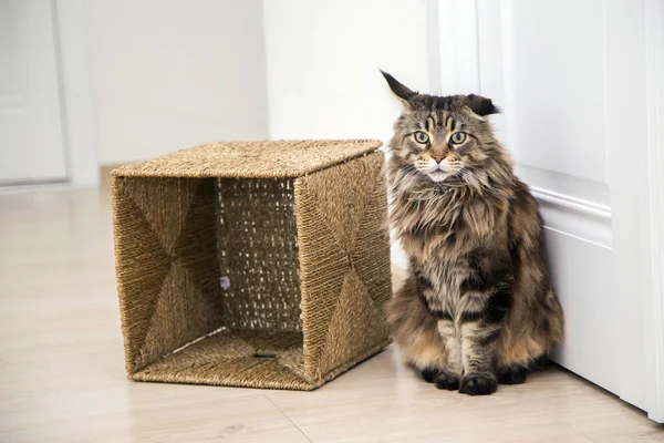 Portrait Maine Coon Cat Apartment Wicker Box Horizontally — Stock Photo, Image