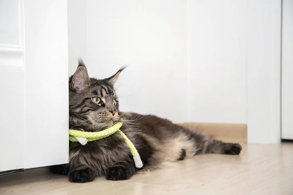 Retrato Gato Maine Coon Apartamento Con Una Caja Mimbre — Foto de Stock