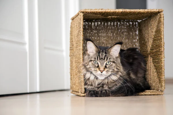 Retrato Gato Maine Coon Apartamento Con Una Caja Mimbre — Foto de Stock