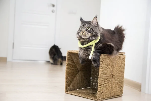 Porträtt Maine Coon Katt Lägenhet Med Korg Box Horisontellt Stockfoto