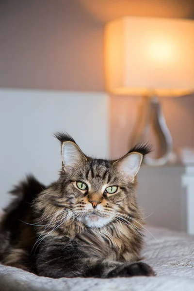 Gato Está Tumbado Sobre Fondo Una Lámpara Mesa Llamas — Foto de Stock