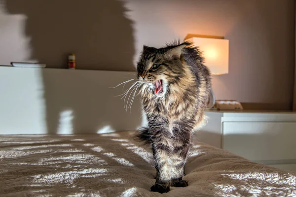 Gato Está Tumbado Sobre Fondo Una Lámpara Mesa Llamas Imagen De Stock