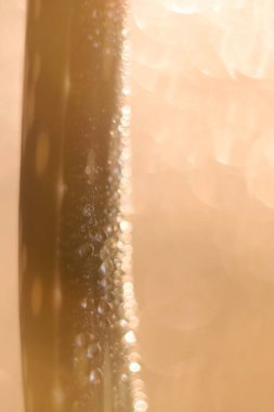 Aloe Vera bitkisine yağmur, sabah, çiy damlaları düşer. Yağmurdan sonra Aloe vera bitkisi